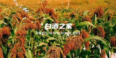 为什么白酒大多用高粱