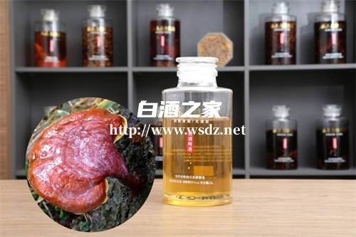 灵芝白酒泡什么好喝养生