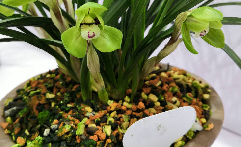 平时能给花浇酒吗