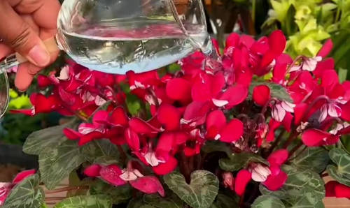 平时能给花浇酒吗  3