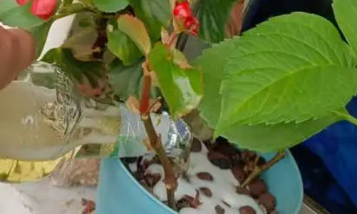 浇花加酒有什么好处吗  2