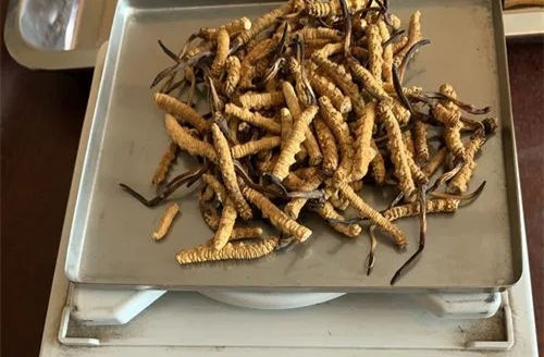 喝了白酒后可以吃新鲜虫草吗