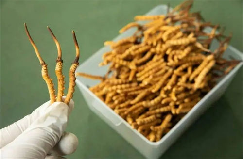 喝了白酒后可以吃新鲜虫草吗  3