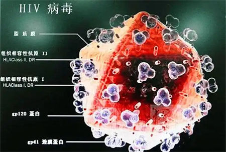 喝白酒可以抑制HIV吗
