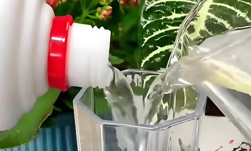 花瓶养花水里面可以加点白酒吗  2