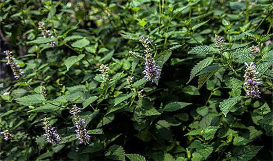 药香型白酒真是用百种药材？  2
