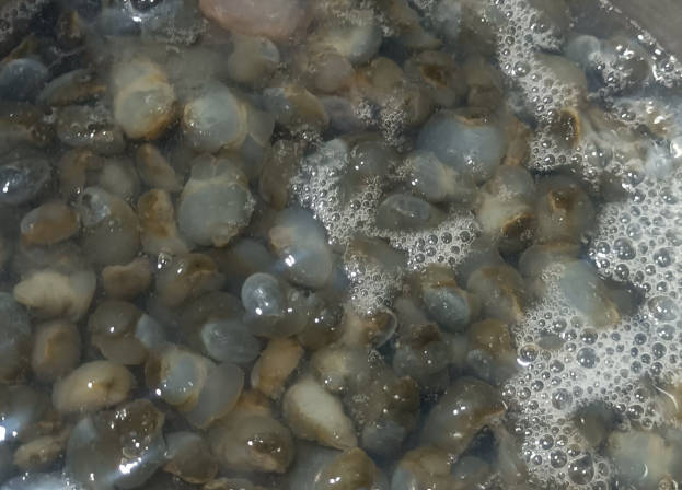 泡海螺放不放白酒？放白酒与不放白酒的区别！